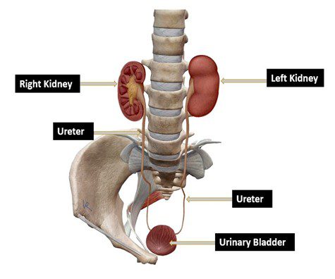 Non-invasive KUB ultrasound for urinary system at Himalayan Diagnostics